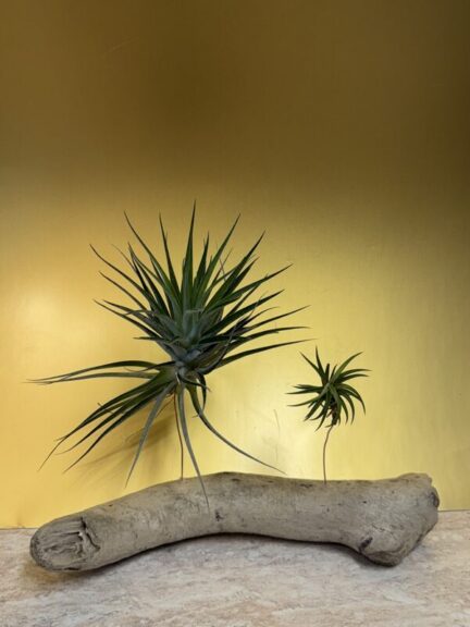 Two star-shaped spiky air plants, one larger and one smaller, mounted on a grey driftwood branch.
