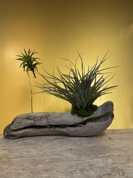 Two star-shaped spiky air plants of similar size mounted on a straight grey driftwood branch.