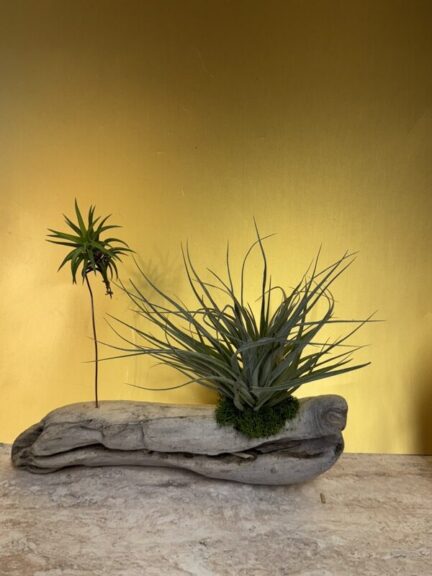 A thin spiky air plant on a tall stem beside a fuller plant with moss at its base, on light twisted driftwood.