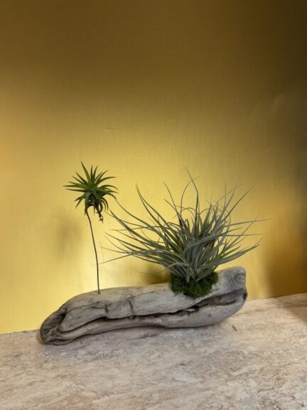A thin spiky air plant on a tall stem beside a fuller plant with moss at its base, on light twisted driftwood.