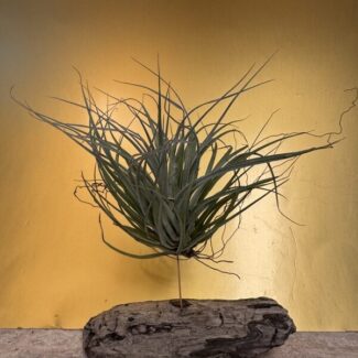 Single Air Plants on Natural Drift Wood from Centerville Beach, CA | TOPIARYTREE.NET