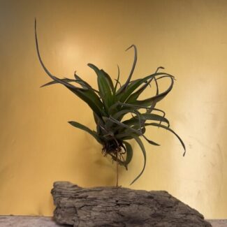 Single Air Plants on Natural Drift Wood from Centerville Beach, CA | TOPIARYTREE.NET