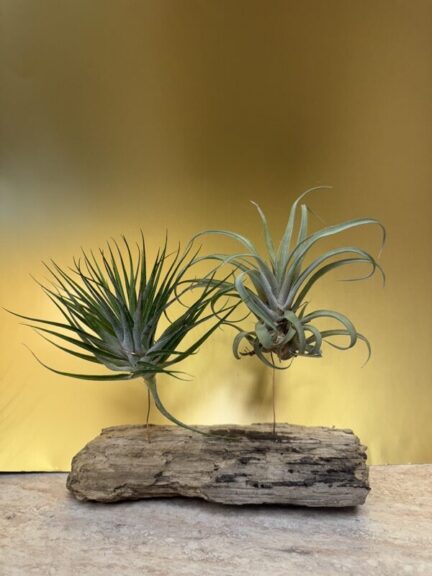 A tall spiky air plant with splayed leaves beside a fuller, greyer air plant, on dark rough driftwood.