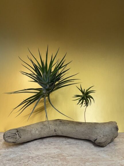 Two star-shaped spiky air plants mounted on a grey driftwood branch, vertical crop.