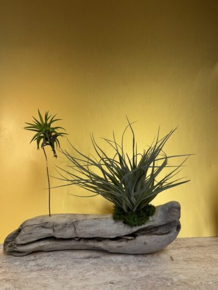 Two star-shaped spiky air plants mounted on a straight grey driftwood branch, close crop.