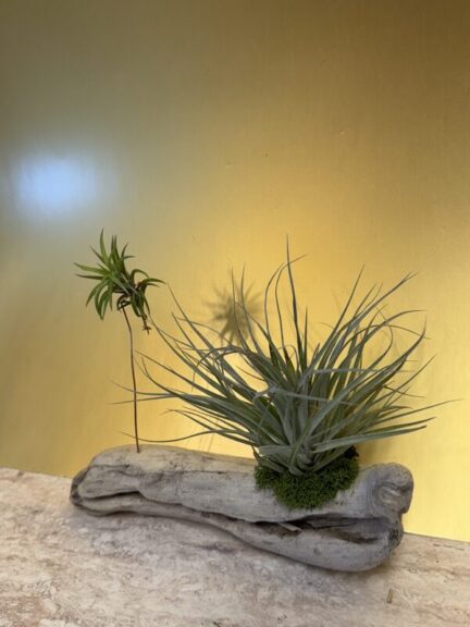 A small spiky air plant on a raised stem with moss at its base, beside a larger bushy air plant, on curved driftwood.