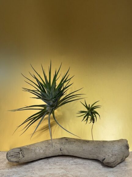 Two air plants with long, drooping curled leaves mounted on pale, wavy driftwood, gold backdrop.