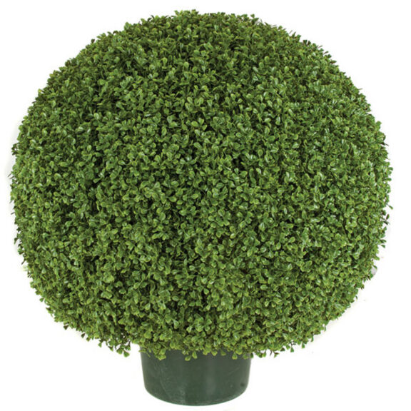 Boxwood ball topiary in a dark green pot, foliage visible above the rim.
