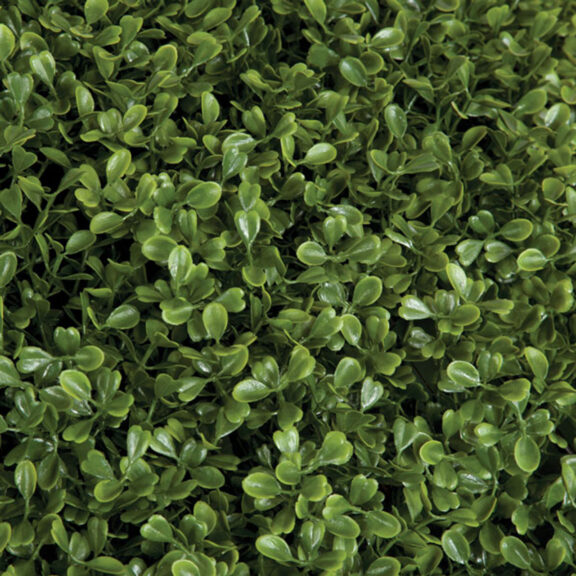 Close-up of dense artificial boxwood foliage texture.
