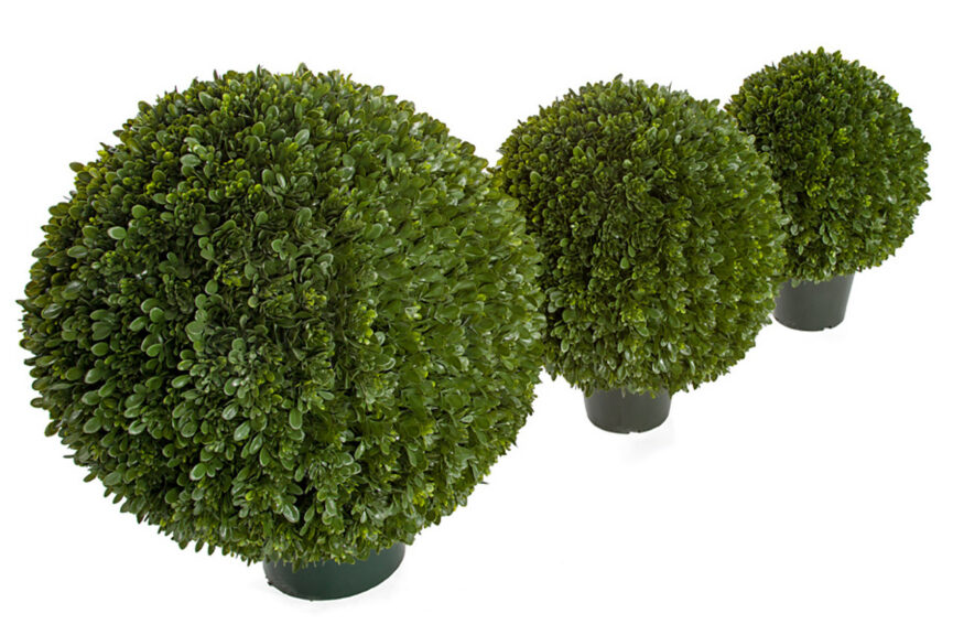 Three boxwood ball topiaries of graduated sizes in black pots, arranged in a row.