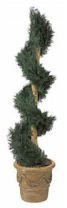 spiral topiary plant on pot