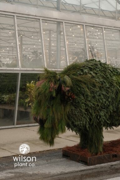 Evergreen-draped bison topiary in a greenhouse, with a Wilson Plant Co. logo watermark