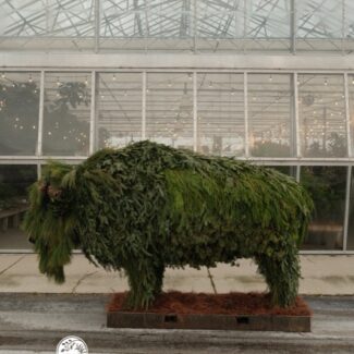 Lifesize Buffalo - Bison Frame | TOPIARYTREE.NET