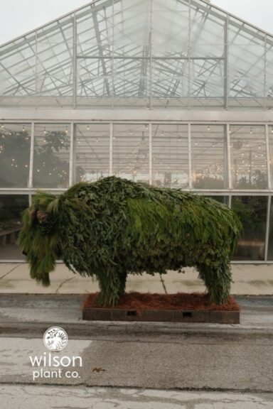 Evergreen-draped bison topiary at a greenhouse, side view, Wilson Plant Co. watermark visible