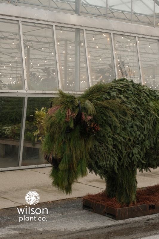 Lifesize Topiary Buffallo with live Christmas foliage