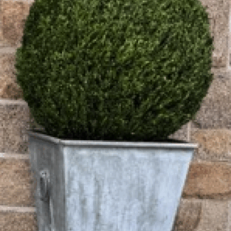 36 inch Diameter Preserved Boxwood Ball Topiary | TOPIARYTREE.NET
