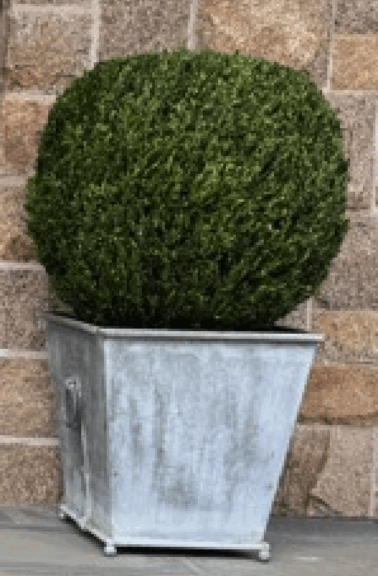 Preserved topiary