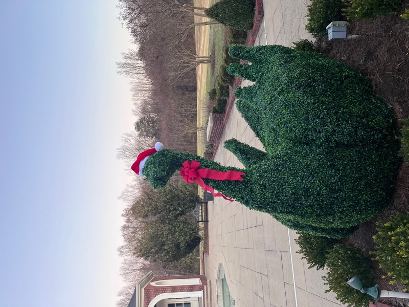 Restored outdoor boxwood swan topiary after re-foliating