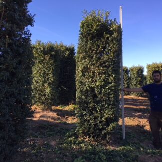 10 Foot Live German Boxwood, Can Live In the Snow With 36 Inch Square Diameter | TOPIARYTREE.NET