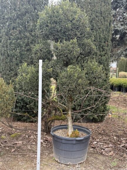 Live boxwood pom pom topiary with rounded spheres along an exposed trunk