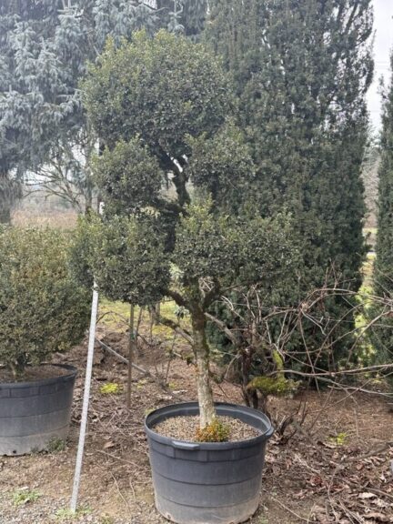 Live boxwood pom pom topiary with rounded spheres along an exposed trunk