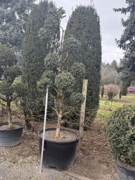 Live boxwood pom pom topiary with rounded spheres along an exposed trunk