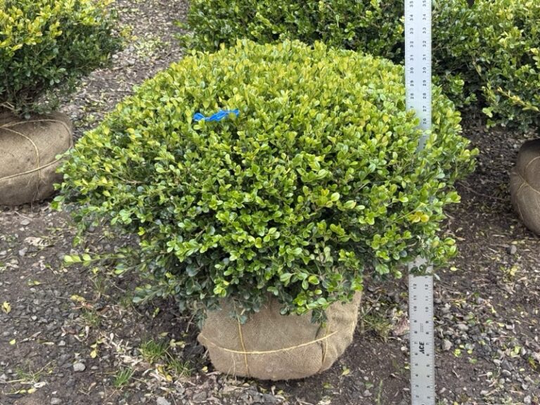 Live boxwood topiary trimmed into a crescent, half-moon shape, potted.