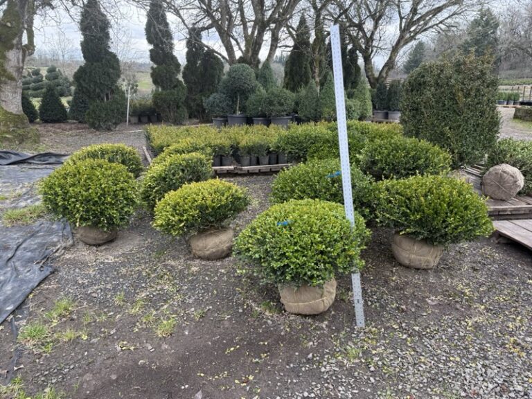 Live boxwood topiary trimmed into a crescent, half-moon shape, potted.