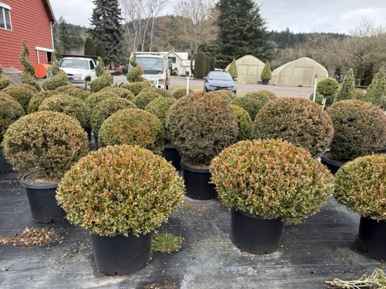 Live boxwood topiary trimmed into a crescent, half-moon shape, potted.