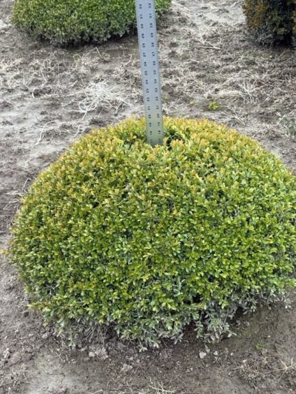 Live boxwood topiary trimmed into a crescent, half-moon shape, potted.