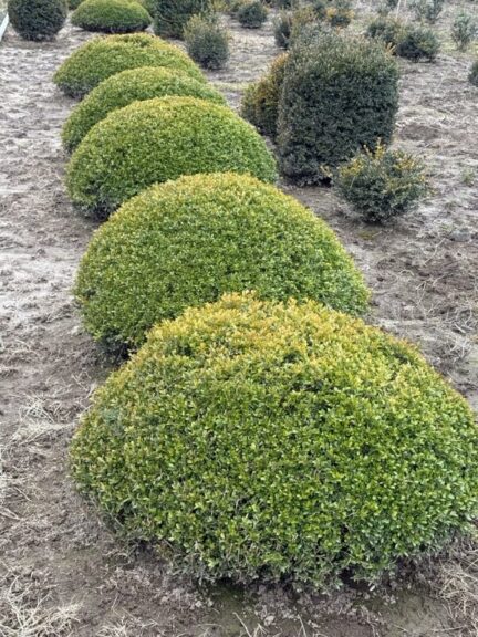 Live boxwood topiary trimmed into a crescent, half-moon shape, potted.