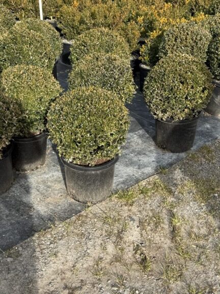 Boxwood balls in black nursery pots lined up on ground fabric at a growing yard
