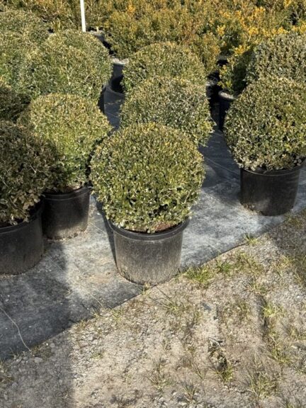Clipped boxwood balls in nursery pots on ground fabric beside a gravel path
