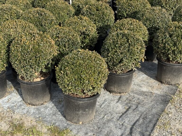 Rows of potted boxwood balls in a nursery, low sun across the foliage