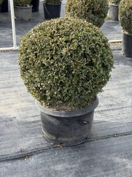 Single boxwood ball in a black nursery pot, clipped tight and standing on ground fabric