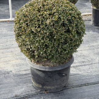 24 - 27 inch Tall Live Boxwood Single Ball Topiary | TOPIARYTREE.NET