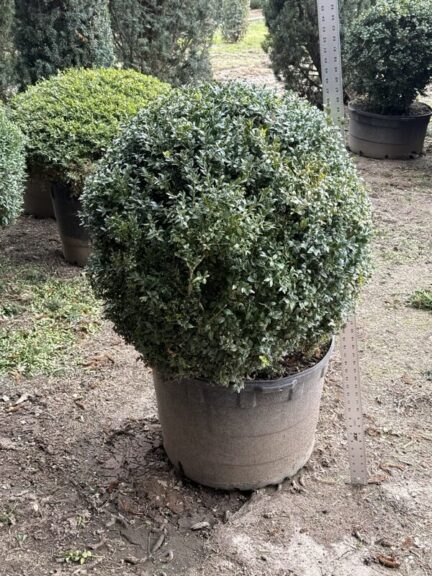 Boxwood ball in a nursery pot with a measuring rule staked in the ground beside it