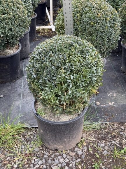 Boxwood ball in a nursery pot with a tall measuring rule standing behind it
