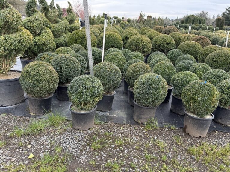 Nursery rows of potted boxwood balls and cones under an open sky