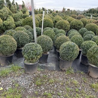 41 - 43 Inches Tall Live Variegated Boxwood Ball | TOPIARYTREE.NET
