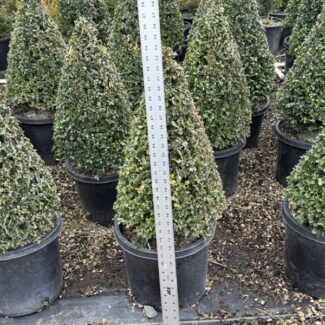 31 - 34 Inch Tall Live Boxwood Cone | TOPIARYTREE.NET