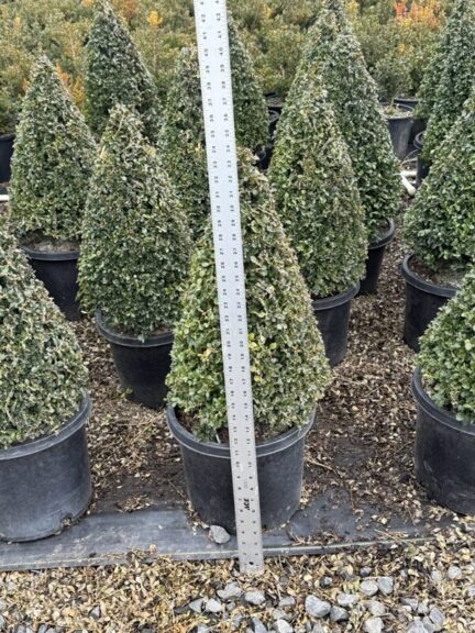 Live boxwood cone topiary shown against a plain background.