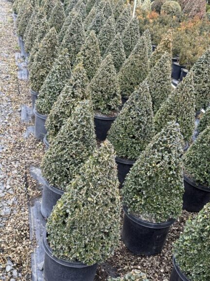 Live boxwood cone topiary in an upright tapered form.