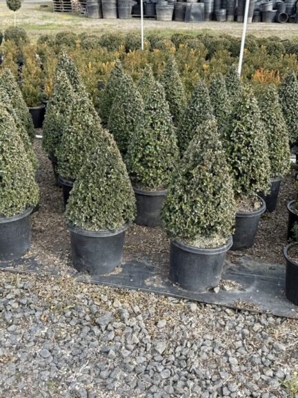 Live boxwood cone topiary with dense evergreen foliage.