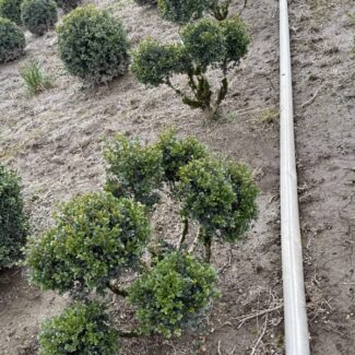 35 - 38 Inch Tall Live Boxwood Pom Pom (Exposed Foliage + 24 Inch Root Ball) | TOPIARYTREE.NET