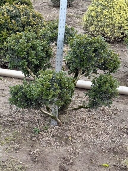 Live boxwood pom pom topiary, alternate view