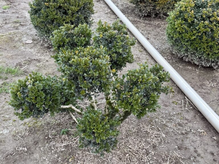 Live boxwood pom pom topiary, additional view