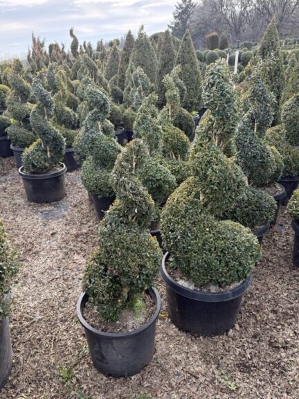 Live boxwood spiral topiary in a nursery pot