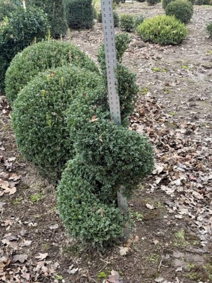 Live boxwood spiral topiary showing exposed foliage and root ball