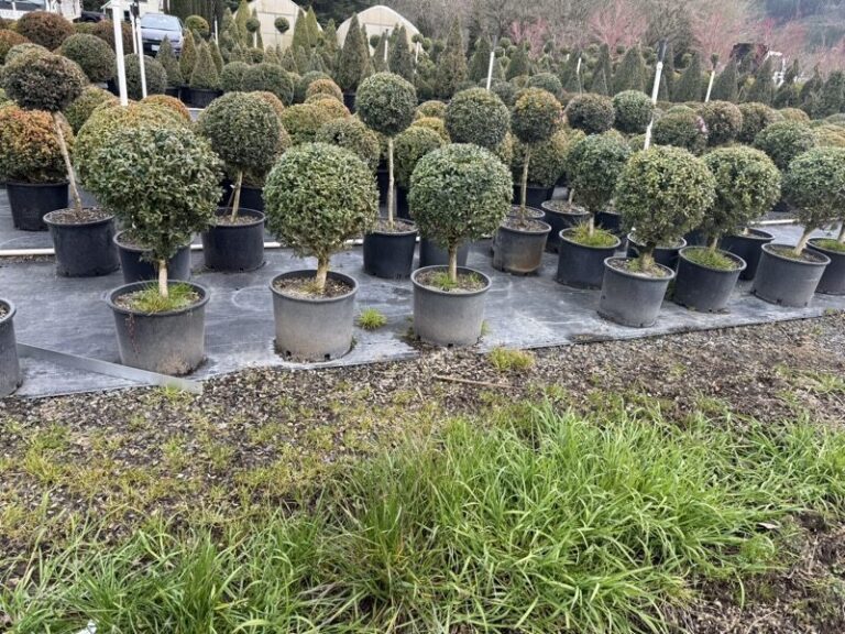 A live boxwood ball raised on a stem, 38 to 41 inches tall.
